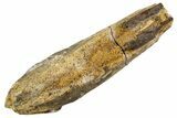 Fossil Hadrosaur (Edmontosaurus) Rooted Tooth - Montana #340959-1